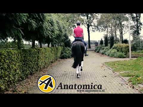 Anatomica saddles explained - Our Saddlery x Theo Hanzon