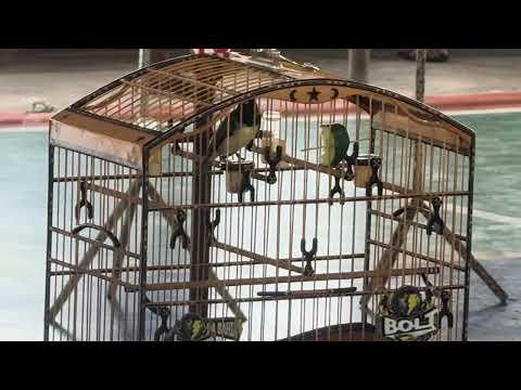 Coleiro Bolt dar um showww em Araçás BA , campeão ⚡️