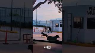 PERRITOS VS TORO #humor