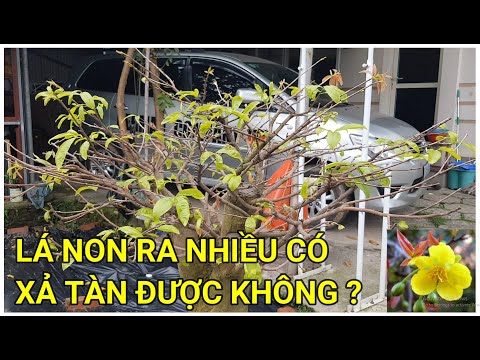 🔴 QBS22137 - CÂY MAI RA NHIỀU LÁ NON CÓ XẢ TÀN ĐƯỢC KHÔNG || THƯỜI ĐIỂM XẢ TÀN MAI VÀNG MIỀN BẮC 123