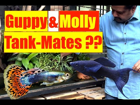 Guppy Molly Tank Mates | Natural Aquarium Tank-mates | Guppy Terrace Pond | Mayur Dev Aquascaper  4K