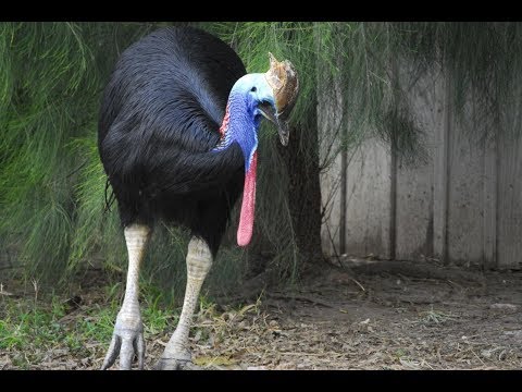 Top 10 Largest Living Birds In The World Video