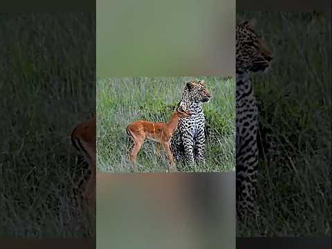 இந்த சிறுத்தையின் நல்ல மனது |Leopard's kindness to a newborn fawn | Prabhu lingam