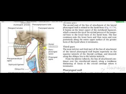Pharynx constrictors 2