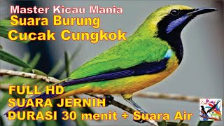 Download lagu Masteran Murai Suara CUCAK CUNGKOK Durasi Panjang ... mp3