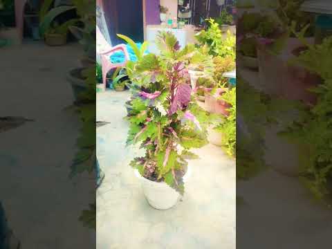 awesome coleus plant #gardeningaesthetics