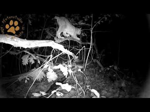 Das Geheimnisvolle Leben der Luchse in der Nacht, Teil 1