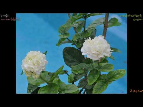 Ko Maung Maung+Nwe Yin Win-"Phu Zar Paing"