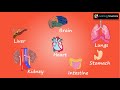 Internal body parts and their functions || Internal Organs of the Body || Class 4 EVS