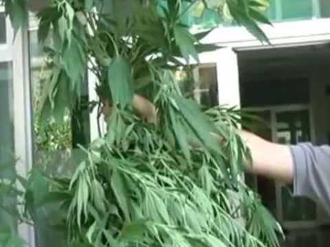 ONDA TG 4.08.2012 - SEQUESTRO CANNABIS FORESTALE A CORFINIO