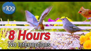 TV for Cats 😻8 Hours of Birds Hiding and Bird Sounds🐦 Uninterrupted CatTV
