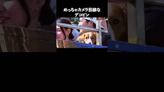 デコピンの魅力が半端ない#野球 #大谷翔平 #犬