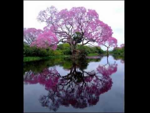 magic garden - Nocturne