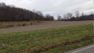 preview picture of video 'Flock of nearly 50 wild turkeys in SE Ohio!  Nov 25, 2012!'