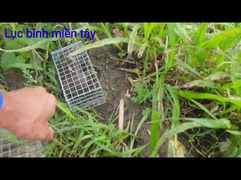 Bẫy Chuột Đồng Theo Đường Mòn Gần Mộ Xưa Và Cái Kết
