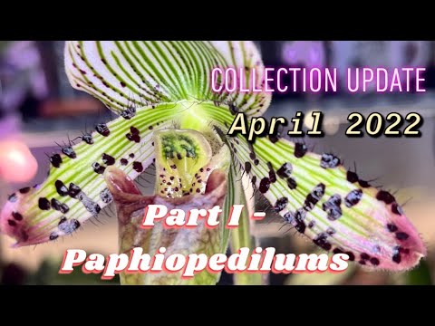 Orchid Collection Update - My Growspace, April 2022… Pt. I - Paphiopedilums, The Paphs
