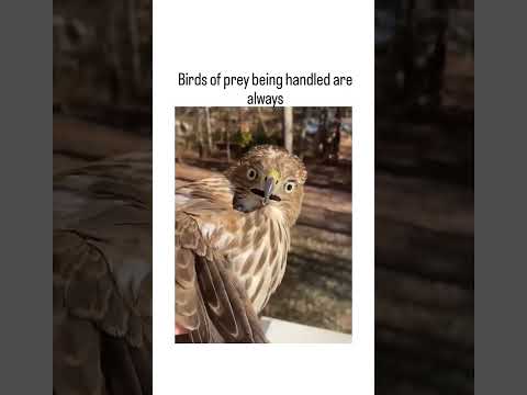 That Hawk is so confused.