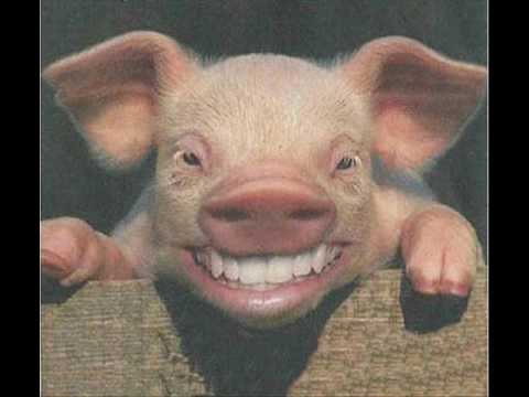 El Cerdo - La Polla Records