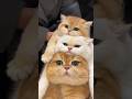 102 Funny Cat Videos Meowing Memes Cute