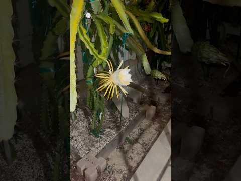 Red Jaina beautiful flower