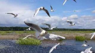 Sutherland Brothers - Sunbird (1978)