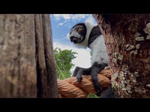 Exclusive first look at Palm Beach Zoo's new animal family