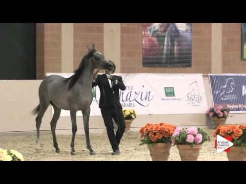 N.50 MOHAI - Milan 2016 - Yearling Colts (Class 4B)