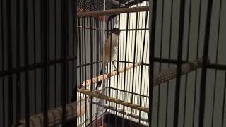 Download lagu Cendet Tengkek Buto mp3