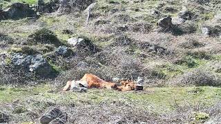 Buitre no come alpiste