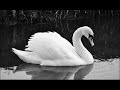 In Gowan Ring - A Swan Song 