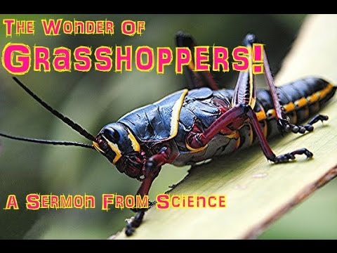MBI Presents - The Wonder Of Grasshoppers - 1959