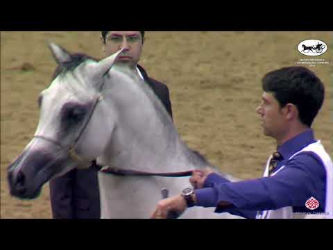 N 271 GHAZI AL NASSER   Qatar Nationals for Individual Owners 2022   Stallions 7 10 Y O Class 11