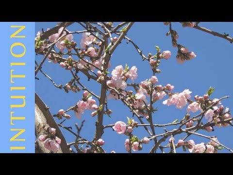 [FREE]DRAKE X Nav X The Weeknd X 6lack Type Beat-"INTUITION"(prod.libert)