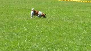 preview picture of video 'Westie LUCY VS Jack Russel BADEMEISTER'