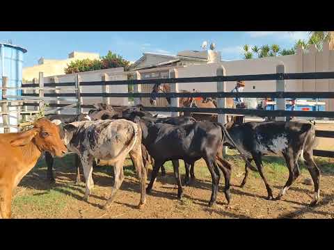 Feira do Gado de Minador do negrão - Alagoas. 14/03/2026