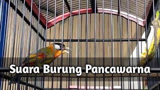 Download lagu Masteran Suara Tembakan Asli Burung Pancawarna mp3 Download lagu Masteran Suara Tembakan Asli Burung Pancawarna mp3