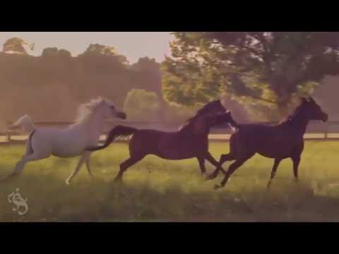 Małgorzata Brodziak Wielka dama tańczy sama