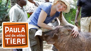 Download lagu Piggy, das Warzenschwein | Reportage für Kinder | Paula und die wilden Tiere mp3
