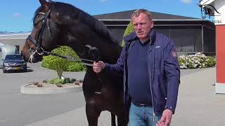 Le responsable de l'élevage de Blue Hors démissionne