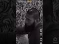 Khamzat Chimaev Revenge After His Closed Friends Ikram Aliskerov Lost Fight Against Robert Whittaker
