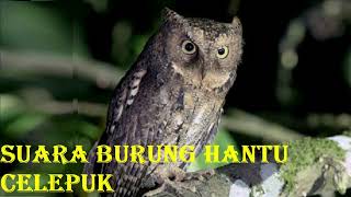 Download lagu Suara burung hantu celepuk di alam mp3 Download lagu Suara burung hantu celepuk di alam mp3