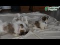 Teddy Bear dogs for sale: Jasper - Video 1