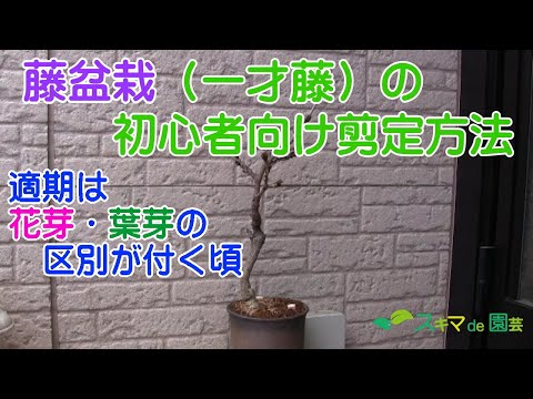 パーゴラに住み着く藤