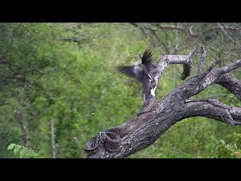 Southern African Python  catch a dove as it tries to land ! Rosie's pan live africam.com 11/03/2023
