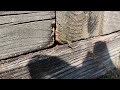 Railroad Ties Infested with Yellow Jackets in Montgomery, NJ