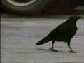 Captain Beefheart - Ice Cream For Crow