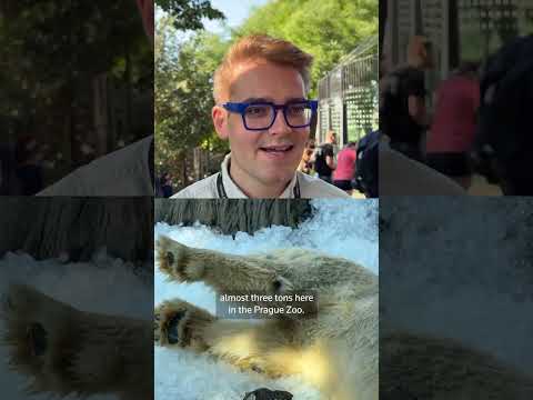 Video Thumbnail: Polar bears chill out as heatwave hits Prague