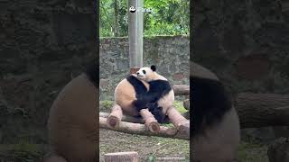Panda Siblings Share The Sweetest Hug | iPanda #shorts