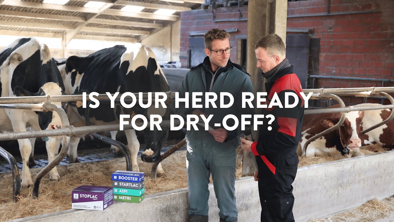 How to Prepare Your Cows for Dry-Off | AHV International
