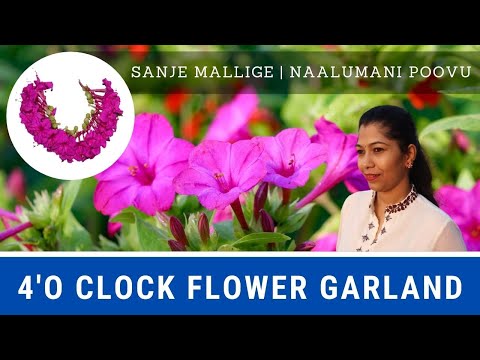 How to make 4'O Clock Flower Garland | Mirabilis Jalapa | Sanje Mallige | NaalumaniPoovu Flower Veni